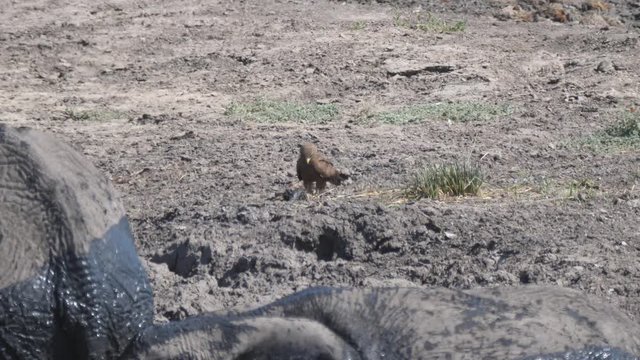 Tawny Eagle eating his prey