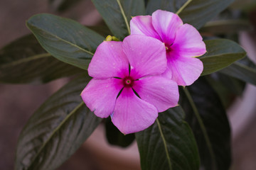 pink flower in the garden