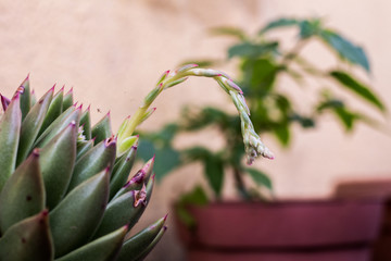 cactus flower blossoming