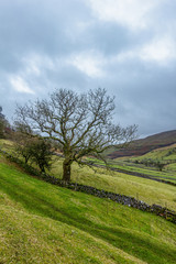 Obraz premium A scenic view of a mountain valley with grassy slopes, green fields and naked trees under a grey sky