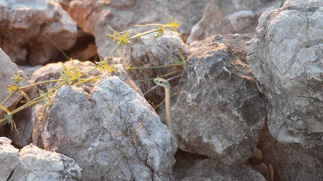 Spotted Bush Snake in between the rocks at Khaudum National Park, Namibia