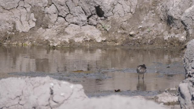 Sandpiper looking for food at a waterhole in Naye-Naye Concession Area, Namibia