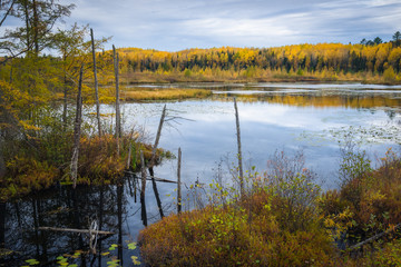 Birch and larch trees add their autumn tones to the shoreline of a tamarack bog in northern Wisconsin, USA.