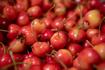 Closeup of Rainier Cherries
