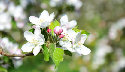 Apfelblüten Apfelbaum - Apfelbaumblüten mit Textraum 