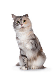Fototapeta premium Śliczny srebrny szylkretowy kot Maine Coon siedzący przodem do przodu. Patrząc obok aparatu z zielonymi oczami. Pojedynczo na białym tle. Zagięte ucho z powodu obrażeń kalafiora. Jedna łapa uniesiona w powietrze, wskazując.