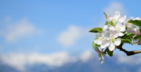 Apfelbaumblüten Blüten eines Apfelbaumes vor blauen Himmel isoliert und freigestellt