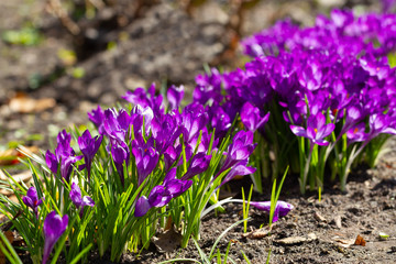 Violet crocuses bloomed