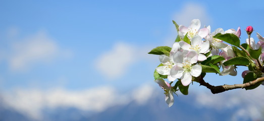Apfelblüten Apfelbaumblüten Blütezeit in Südtirol