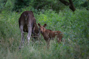Fototapeta premium Moose animal in the field