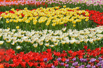 Red, pink, yellow tulips in the garden close-up