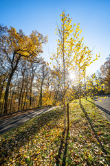 Naklejka na ściany i meble Colorful autumn Park with trees in Wiesbaden, Germany