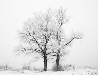 Fototapeta na wymiar blue winter forest trees