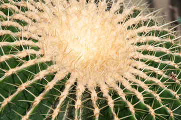 Green cactus with a yellow middle closeup