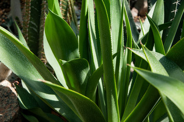 Obraz premium Green cactus with long leaves