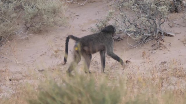 Baboon walking on the savanna around Purros in Namibia