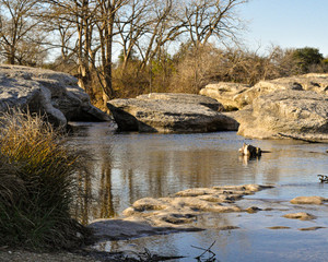 river in the forest