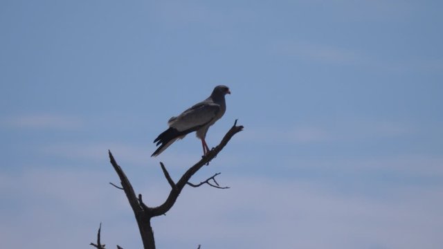 Pale chanting goshawk in a tree at Nkasa Rupara National Park in Namibia