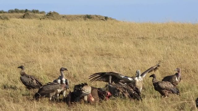 Griffon Vulture lands to join others at an old Wildebeest carcass