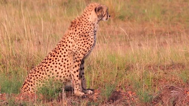 Cheetah with dirty face sits and scans the vast Masai Mara savanna