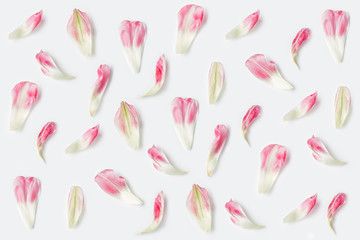 a pattern of white-pink Tulip petals on a white background. top view, flat lay