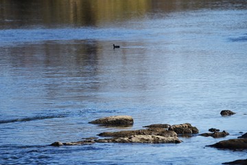 The beauty of a clean river.