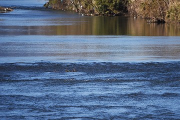 The beauty of a clean river.
