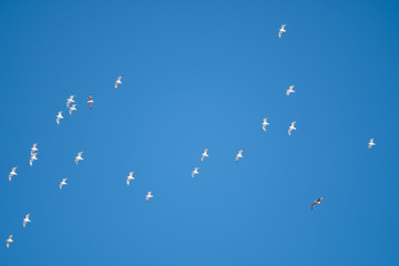 birds in the sky