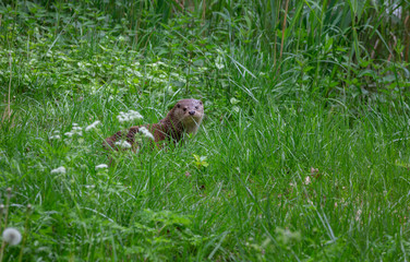 European Fish Otter Lutra Lutra