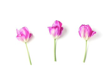three beautiful pink tulips on a white background. simple flat composition