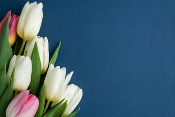 five white and pink tulips on left corner of photo on classic blue background, space for text,...