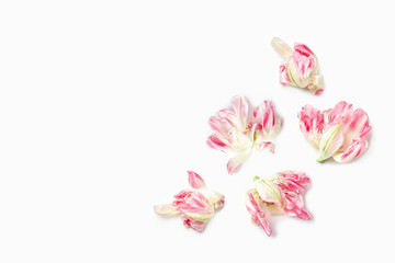Fototapeta na wymiar floral concept. isolated on white background. composition of white and red tulips on a white background. flat lay, copy space