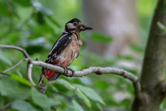 Greatspotted woodpecker in forrest