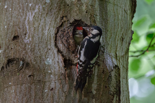 Greatspotted woodpecker in forrest