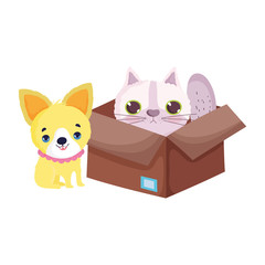 dog and cat in box mascot cartoon pets