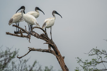 groupe d'ibis à tête noire
