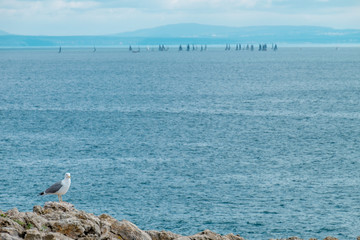 coast landscape