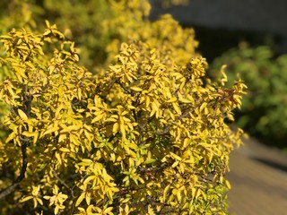 yellow flowers in the garden