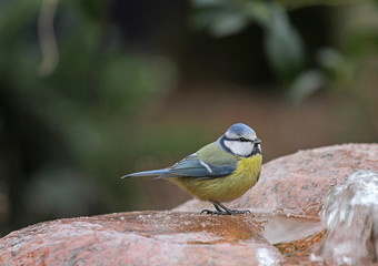 tit bathes on a fountain stone that started ice