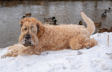 A dog lies on the Bank of a small river, a flock of ducks is floating along the river. Winter landscape.