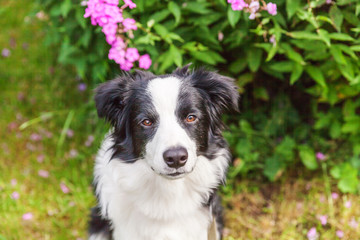 Outdoor portrait of cute smilling puppy border collie sitting on grass flower background. New lovely member of family little dog gazing and waiting for reward. Pet care and funny animals life concept.