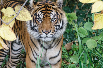 Experienced sumatra tigers with mustache hair look directly into the camera between a pointer with flipping