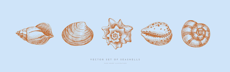 Set of hand-drawn realistic seashells. Shells of mollusks of various shapes: coils, spirals, mussels on a blue background. Oceans nature in vintage style. Vector illustration of engraved lines.