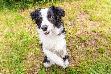 Fototapeta premium Outdoor portrait of cute smilling puppy border collie sitting on grass flower background. New lovely member of family little dog gazing and waiting for reward. Pet care and funny animals life concept.