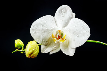 Orchid flower on black background. White orchid flower with water drops. Elegant flower of a white phalaenopsis orchid isolated on a black background. - obrazy, fototapety, plakaty