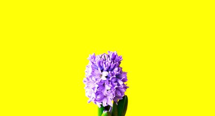Festive concept from hyacinth flower in full bloom on a yellow background. Valentines Day or Womens Day. Template mock up of greeting card or text design. Close-up