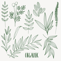 Plant nature hand drawn set. Collection botanical element.	 - obrazy, fototapety, plakaty