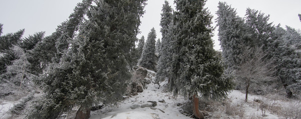 snowy frozen coniferous forest in the mountains in winter