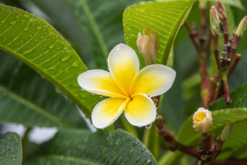Frangipani Flowers with Rain Drops