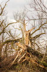 Fallen and broken tree after a strong hurricane